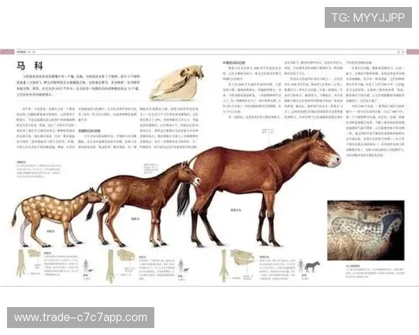 足球运动员腿部修长的原因探究与生理结构对竞技表现的影响分析